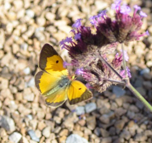 Colias croceus
